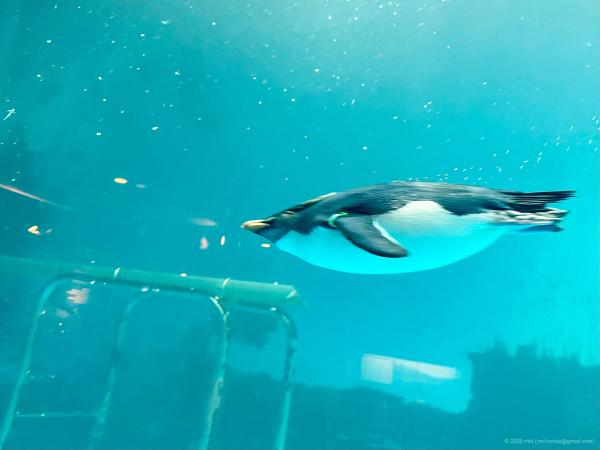 Trip Photo: Nagasaki Penguin Aquarium (March, 2025)