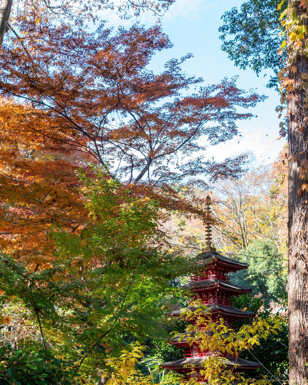 旅の写真: 武蔵国分寺（2025年11月）
