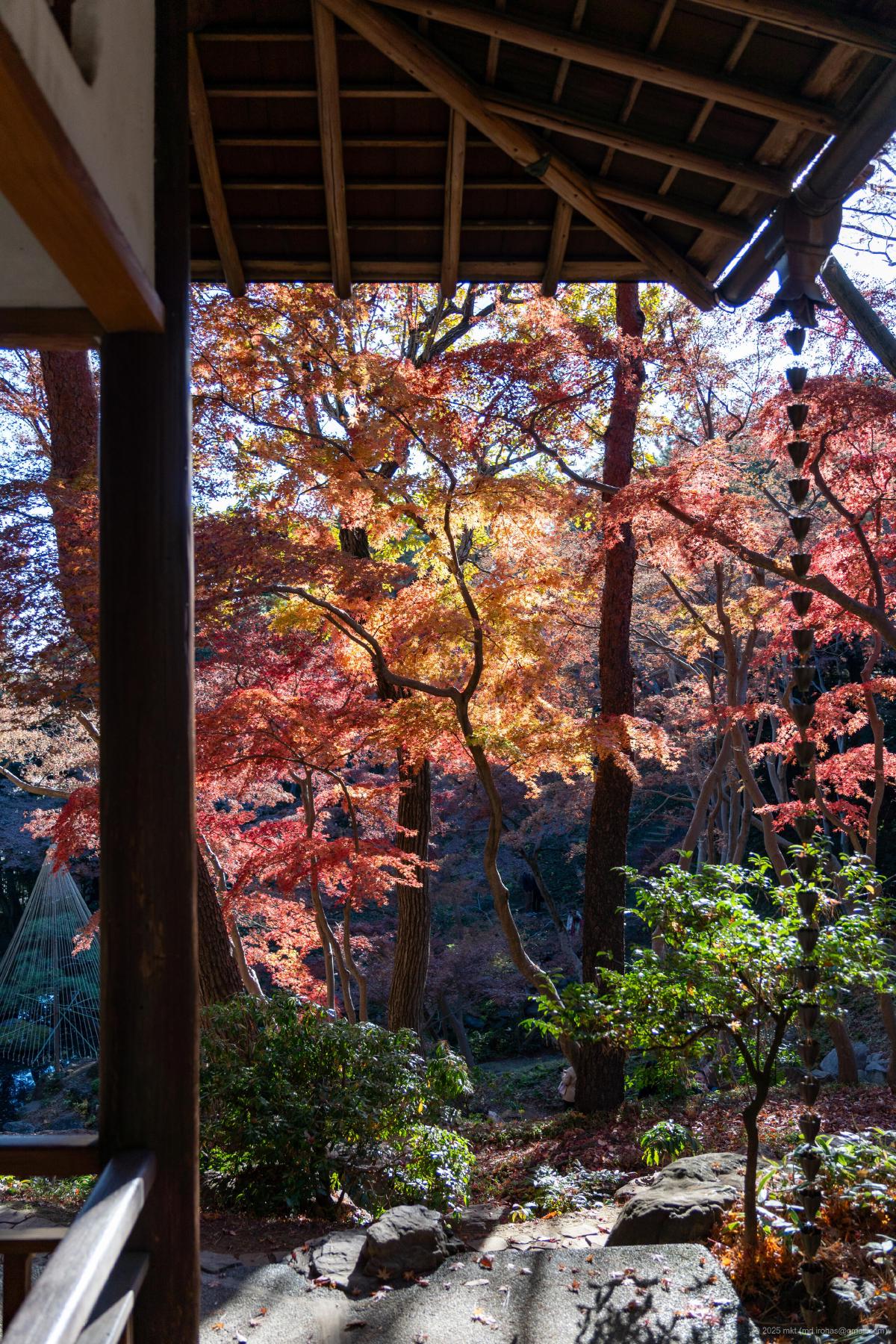 Trip Photo: Tonogayato Garden (December, 2025)