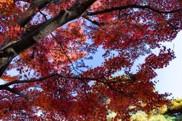 Trip Photo: Tonogayato Garden (December, 2025)